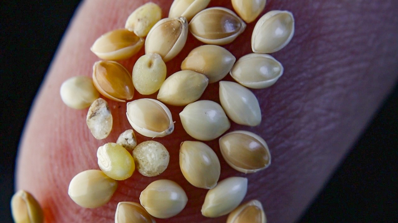 ASMR Close-Up: Mesmerizing Millet Sounds | Relaxing Grain Manipulation