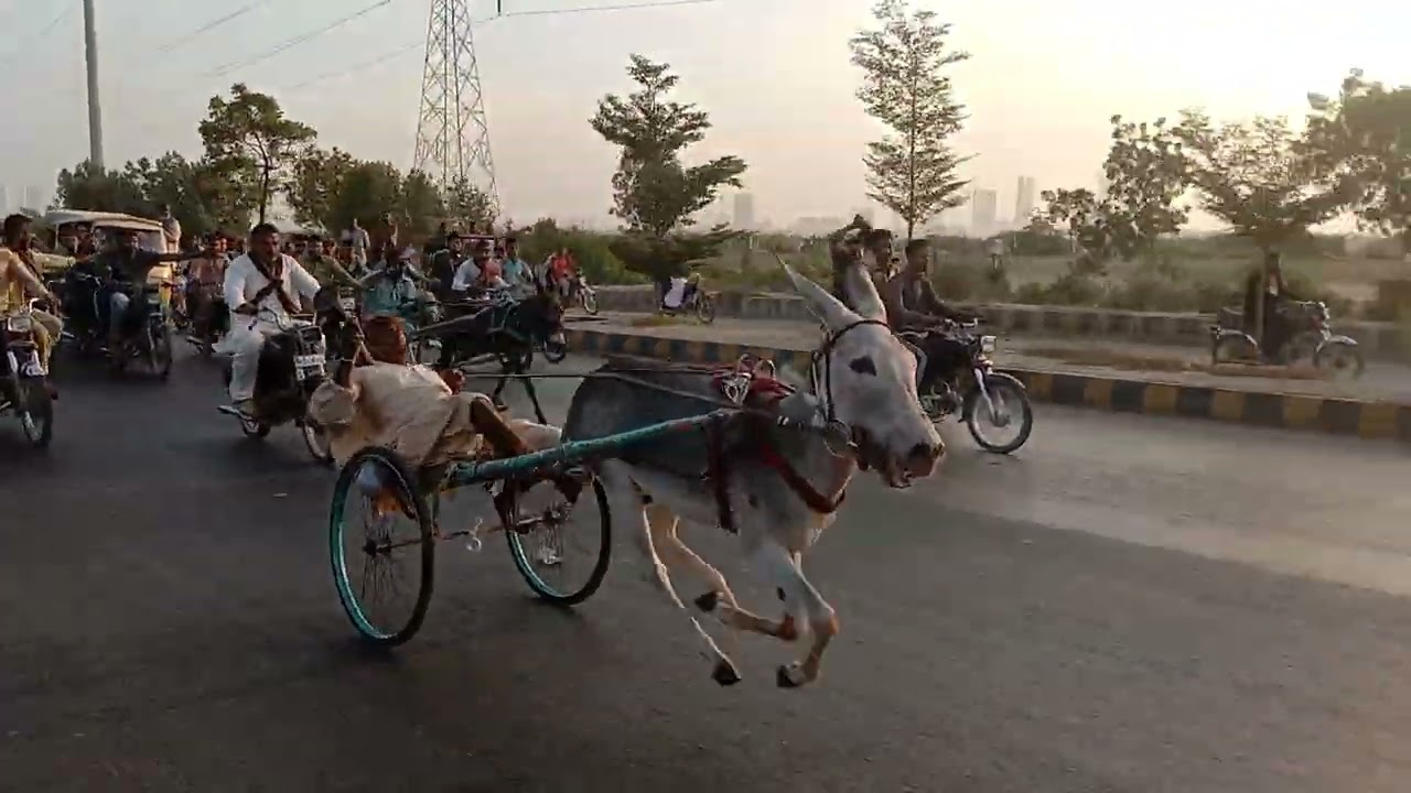 New donki race nadeem wala kala vs maskati wala win 