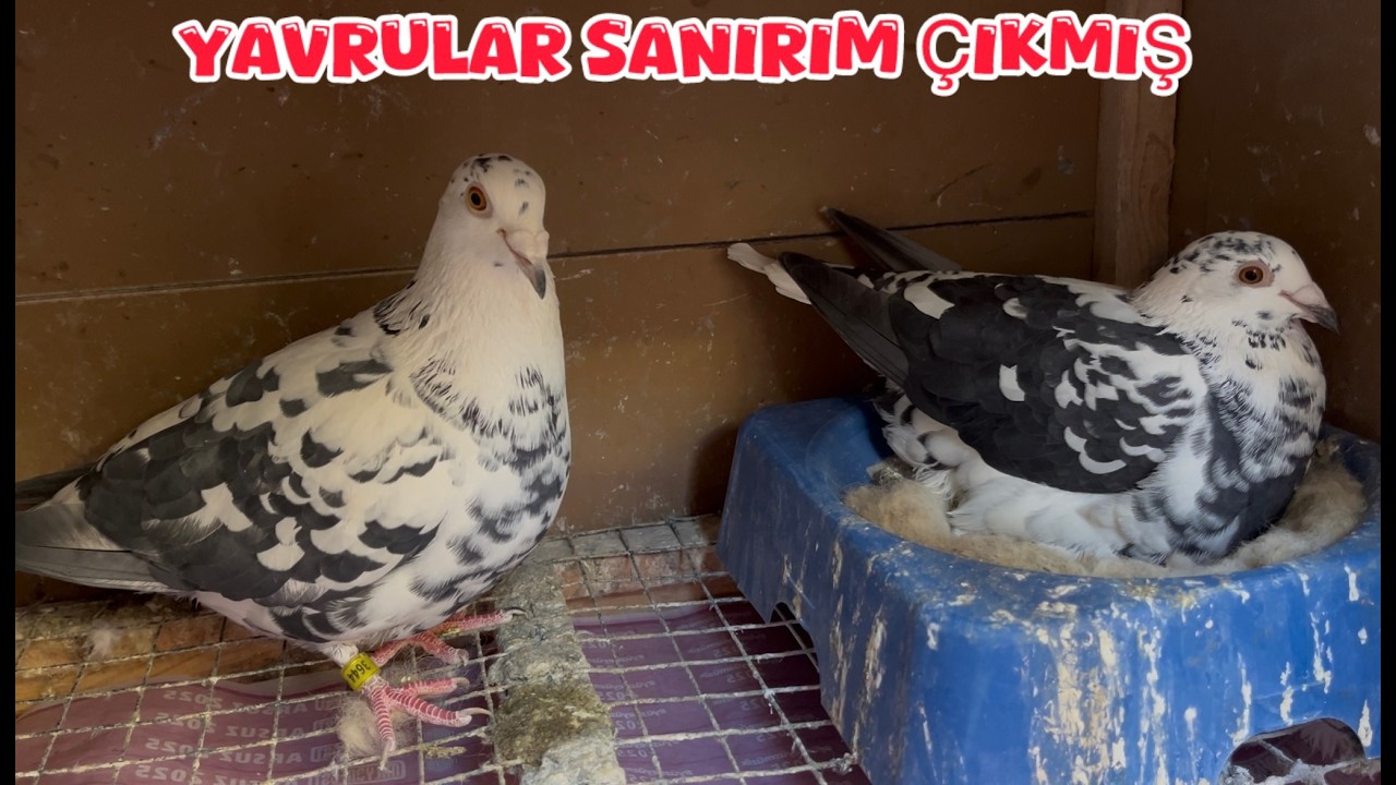 KEŞPİR POSTALARIN ALTINDA YUMURTA KABUĞU VAR ( SABUNİ GEMEDİ PAŞA MARTI ALDI DİYOR )
