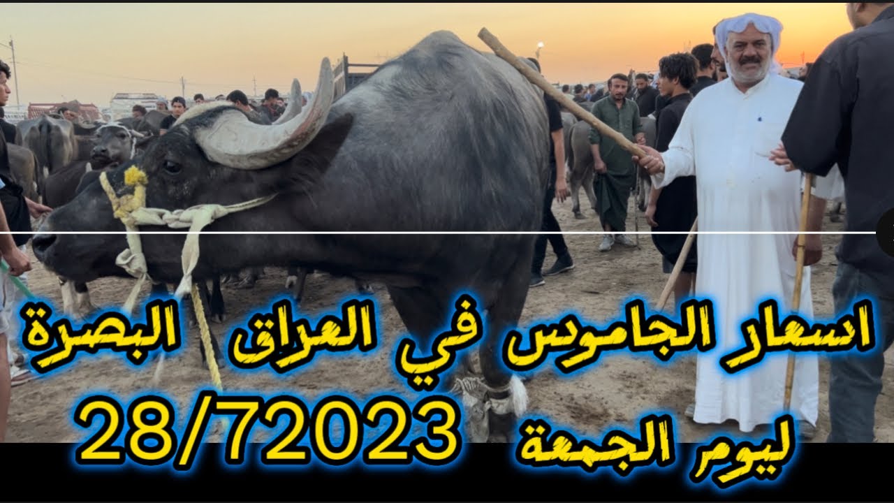 بورصة اسعار الجاموس في العراق سوق محافظة البصرة ليوم الجمعة 28/7/2023