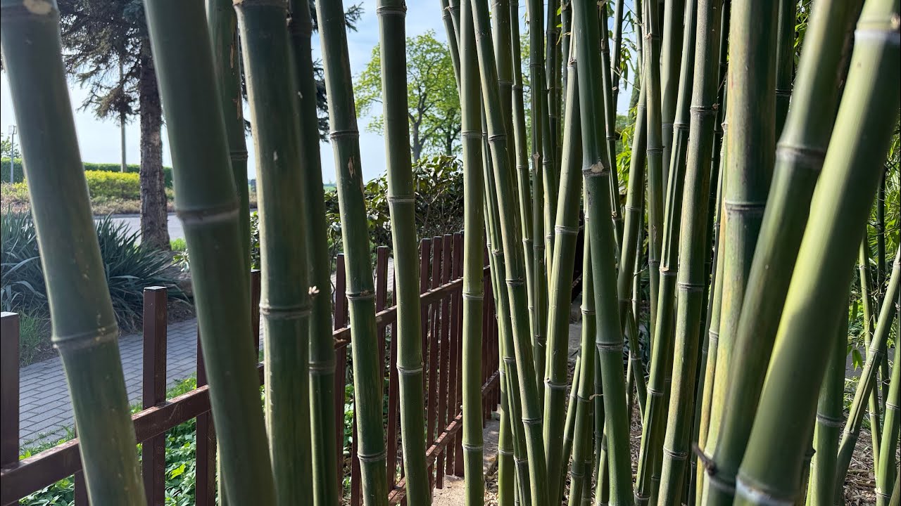 Phyllostachys parvifolia (wiosna 2025)