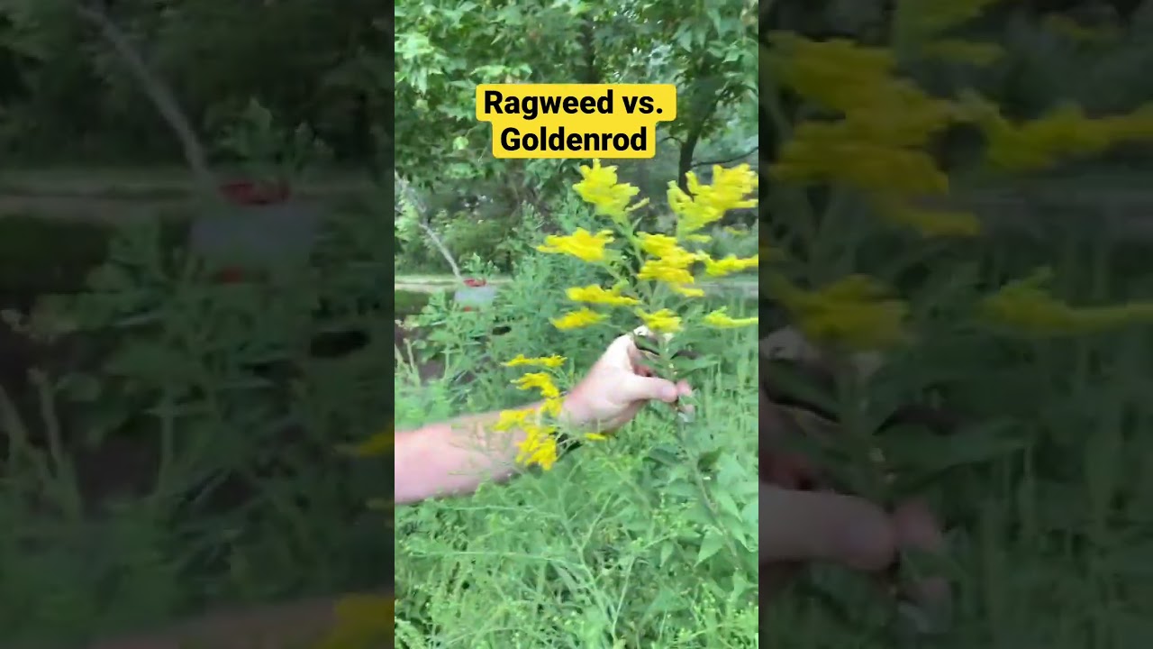 Ragweed vs. Goldenrod- what&rsquo;s the difference. Plant ID! #goldenrod #ragweed #allergies #beekeeping