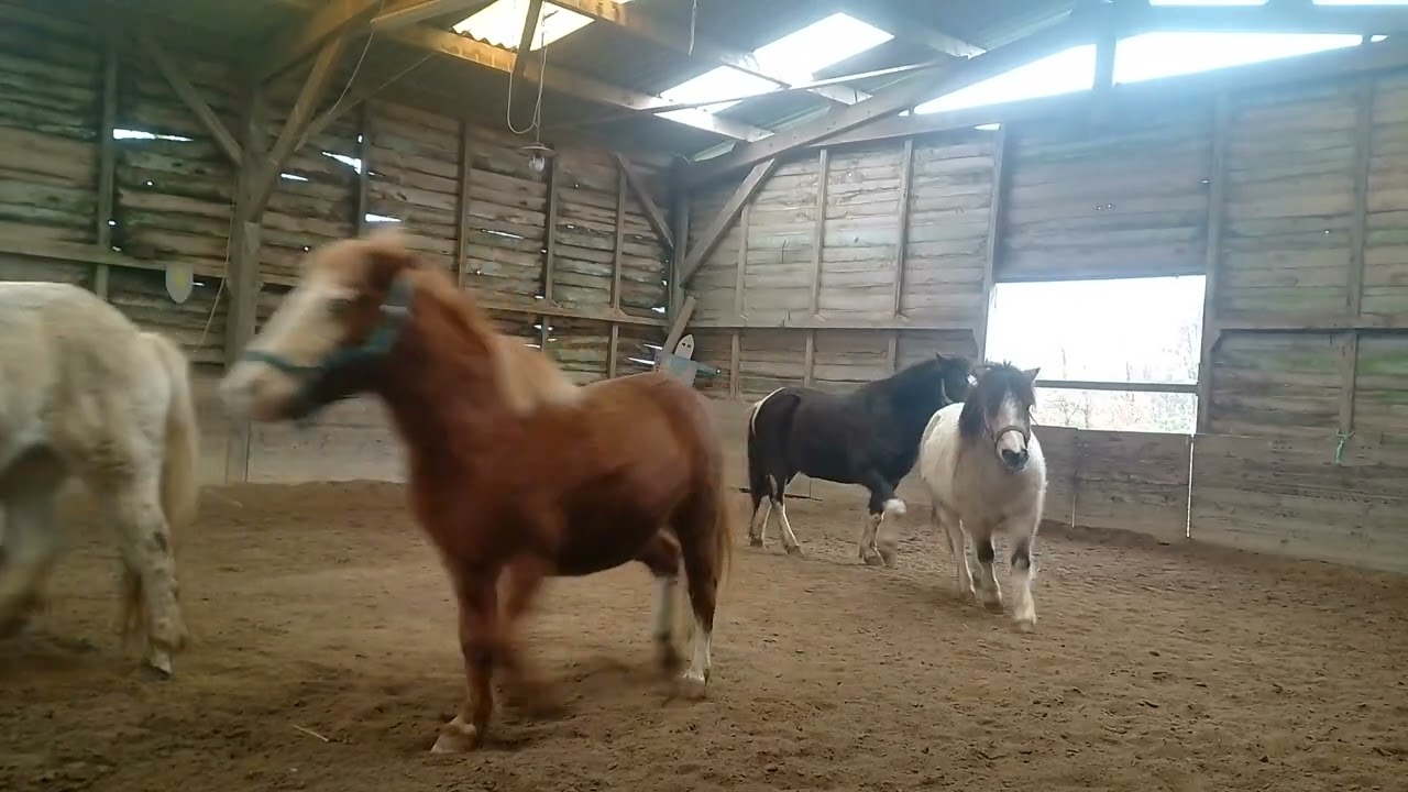 Dressage liberté avec 6 poneys 