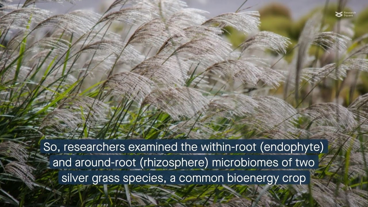 How plant genetics shape root-associated microbes in a bioenergy crop