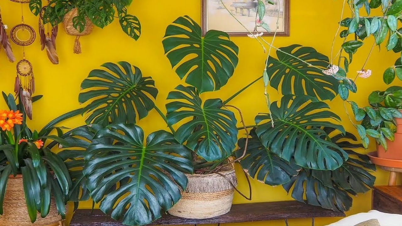 +372 Идеи декора с помощью растения «Ребро Адама» (Monstera deliciosa) и как его выращивать