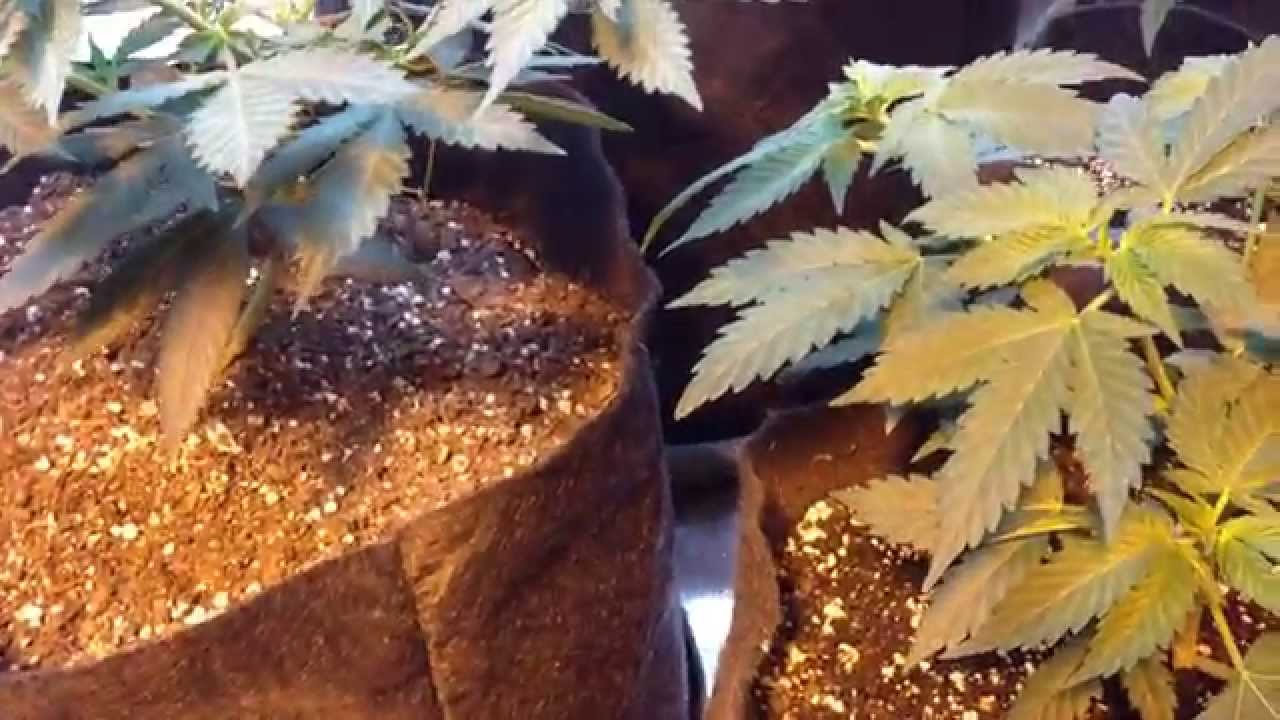Veg update, PEZ , S.S.S.D.H , Lethal Purple , GSC
