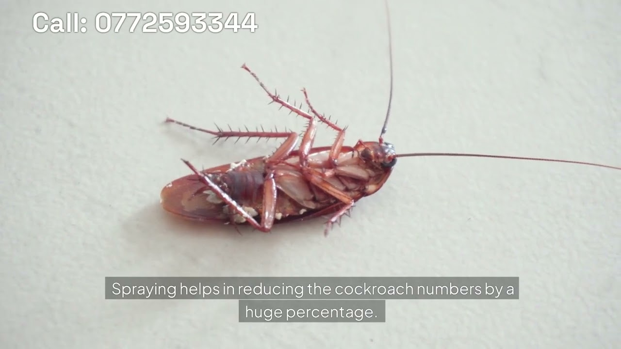 Cockroach Control Harare | Call 0772593344 | 0716044263 | Affordable | Reliable | Zimbabwe