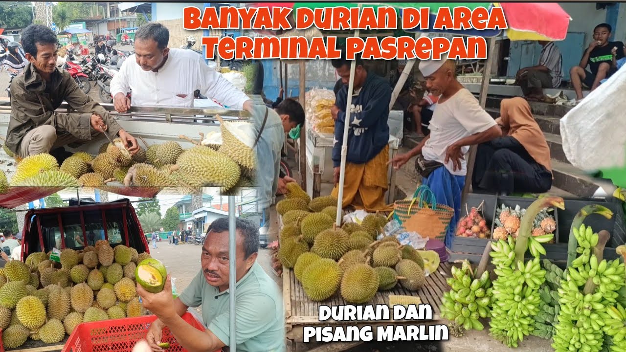 LIHAT PARA PENJUAL DURIAN DI AREA TERMINAL PASAR BUAH PASREPAN BERBAGAI JENIS DAN HARGA NYA
