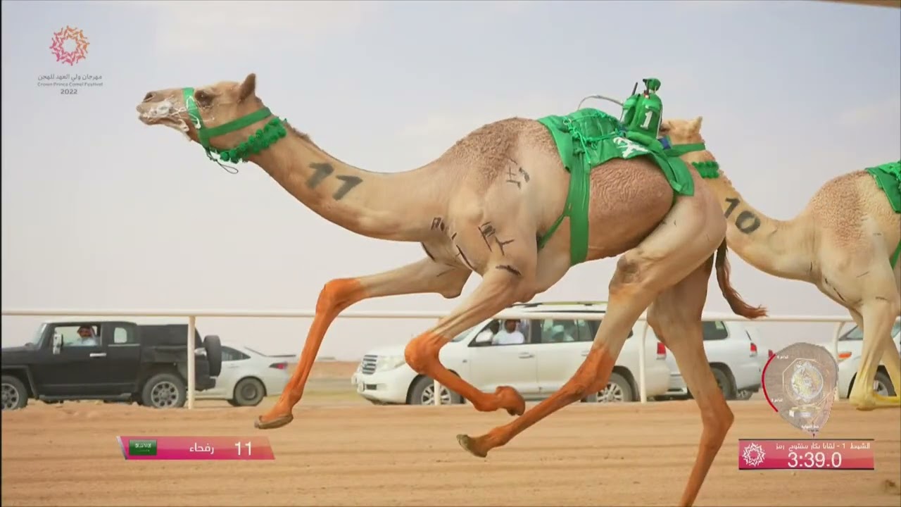 الشوط 1 لقايا بكار مفتوح رمز مساء يوم الاثنين 29-8-2022 من #مهرجان_ولي_العهد_للهجن 2022