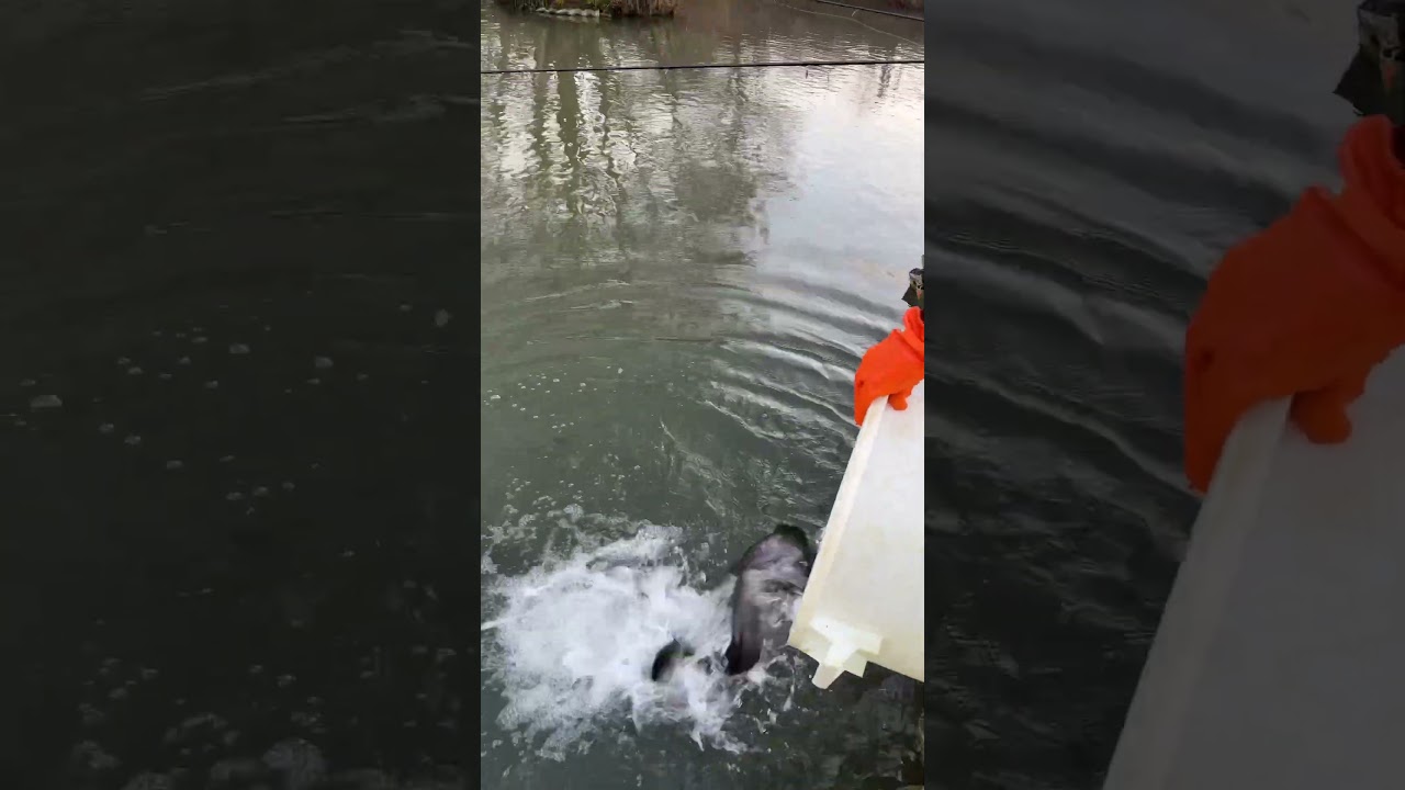 4-mal Fischfreilassung. 🎣🐟 #angel #foryoupage❤️❤️ #fishingvideos #forellenangeln #troutfishing