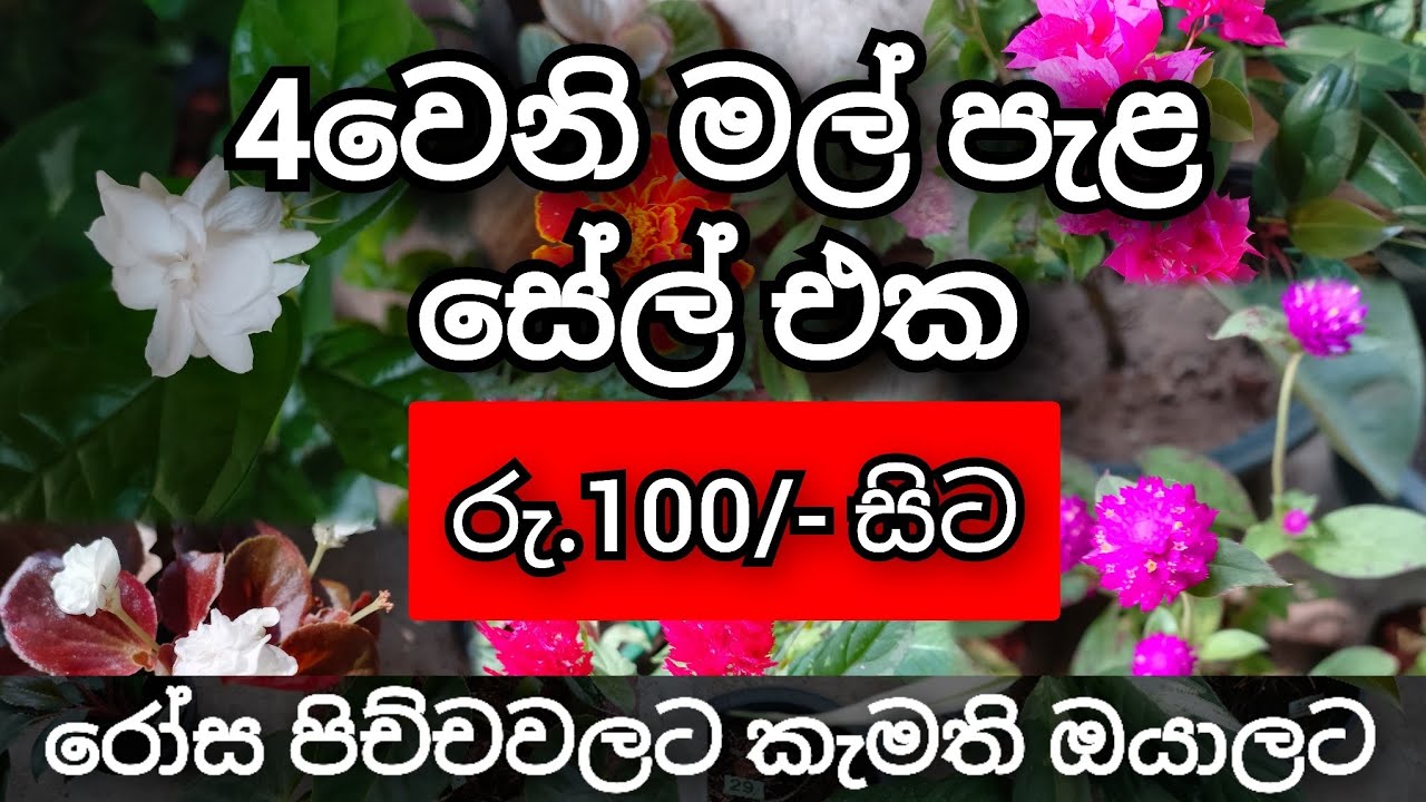 මගේ 4වෙනි මල් පැළ සේල් එක..0760928405  #gardenflowers #nature #plants #garden #flowers