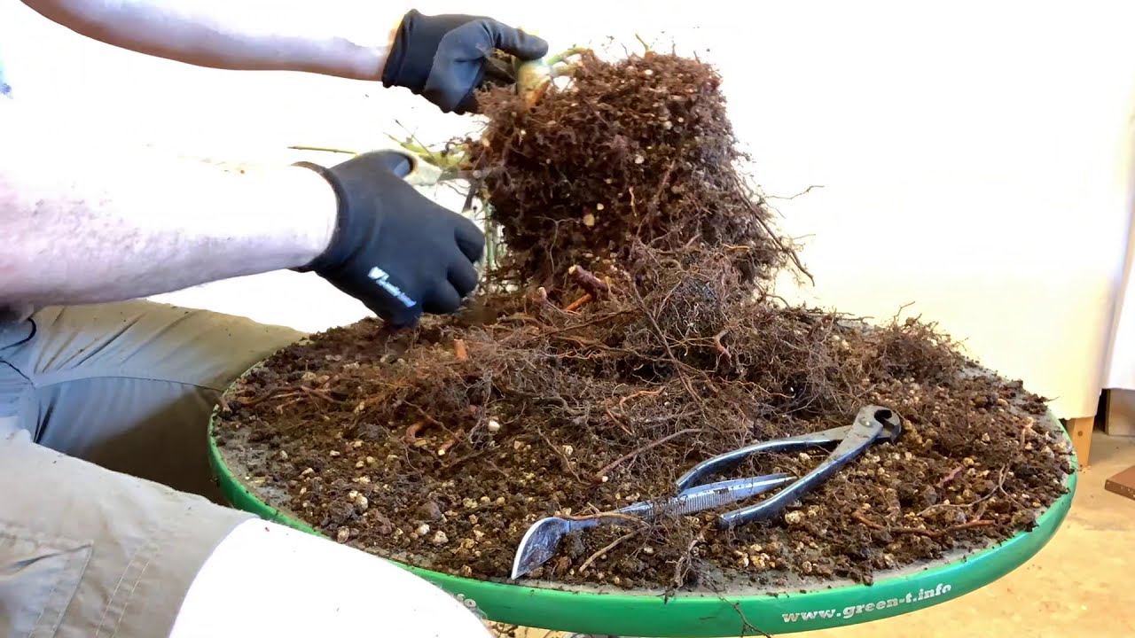 Bonsaify | Root Work on Field-Grown Japanese Maples