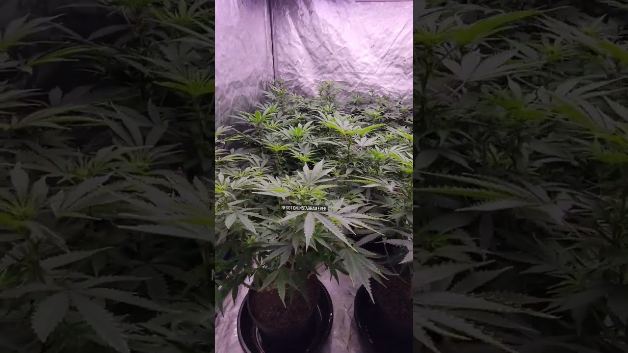 5x5 grow Tent - Filled wall to wall - Slim 750S NextGen