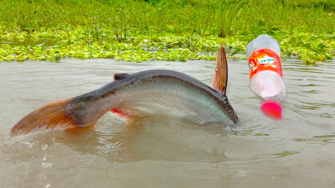 Amazing Bottle Fish Trap | Fish Trap With Plastic bottles | Easy Bottle Fishing