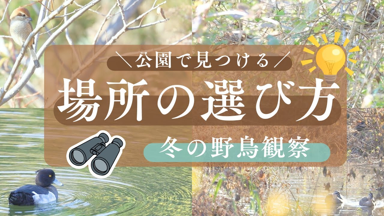 【野鳥の見つけ方｜冬版】公園でも見つけられる“場所の選び方”のコツ