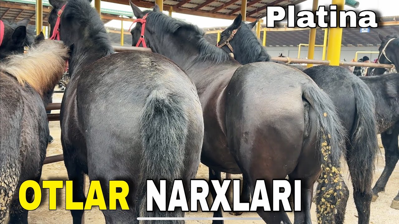 NARXLARNI KO’RING . Platina mol bozor
