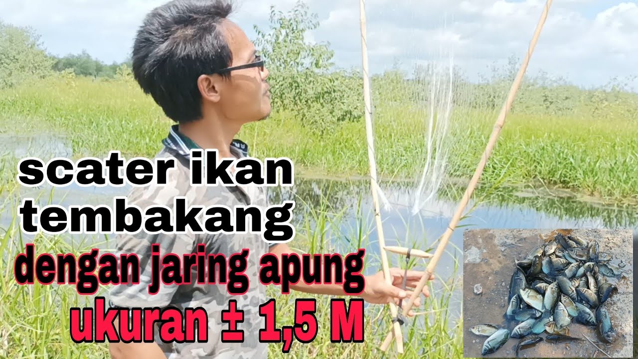 menangkap ikan tembakang dengan jaring apung
