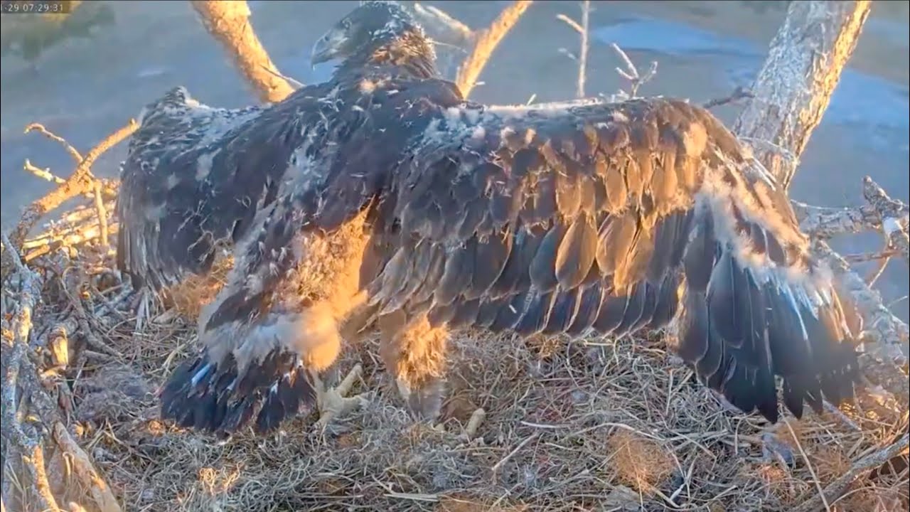 SWFL Eagles 1-29-26.  Moments in Time:  E26, SIX WEEKS OLD!   All Those Beautiful Feathers! 🥰
