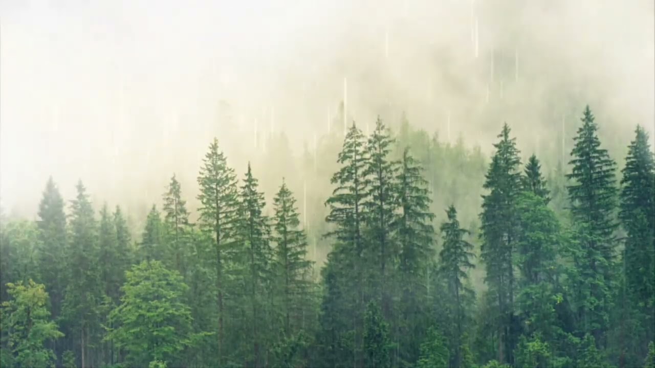 Heavy Rain in a Foggy Forest | ASMR Deep Sleep & Relaxation  