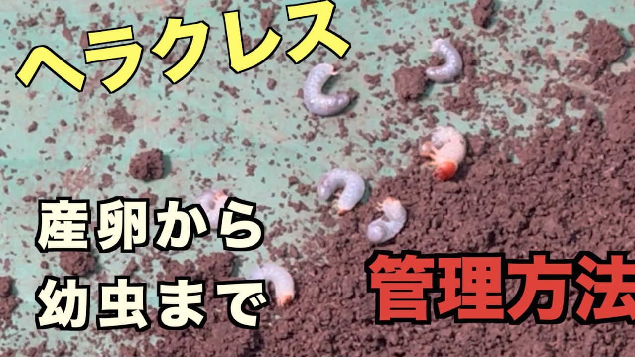 ヘラクレスオオカブトの 産卵〜卵と幼虫管理方法(カブトムシ飼育)