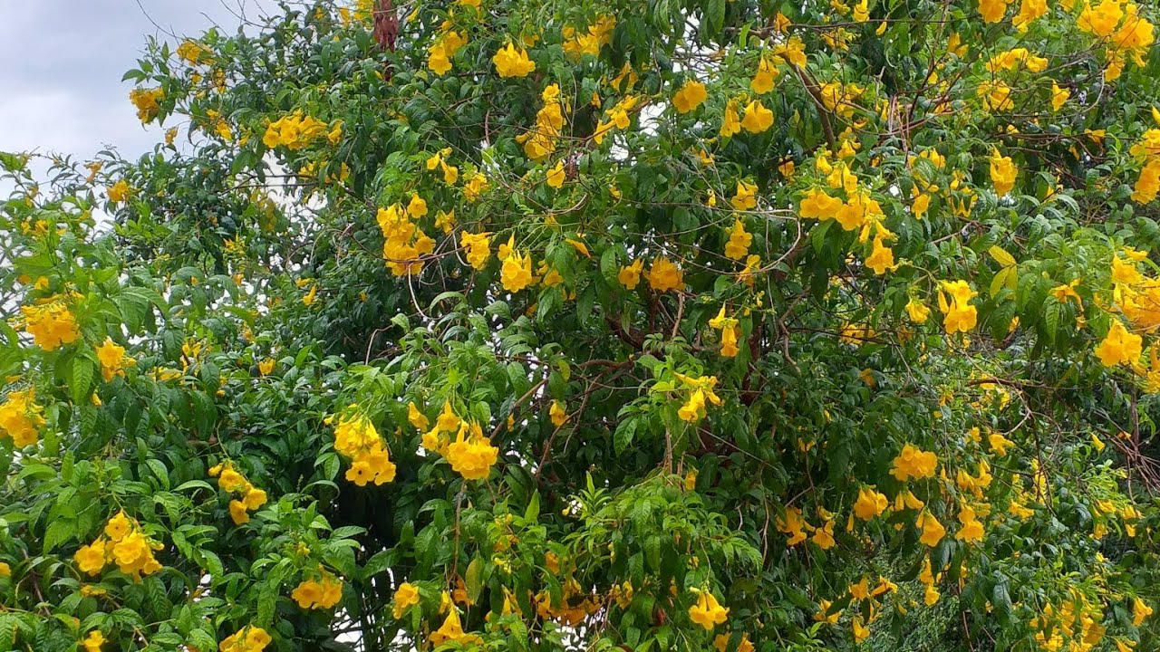 Um thur nas plantas 