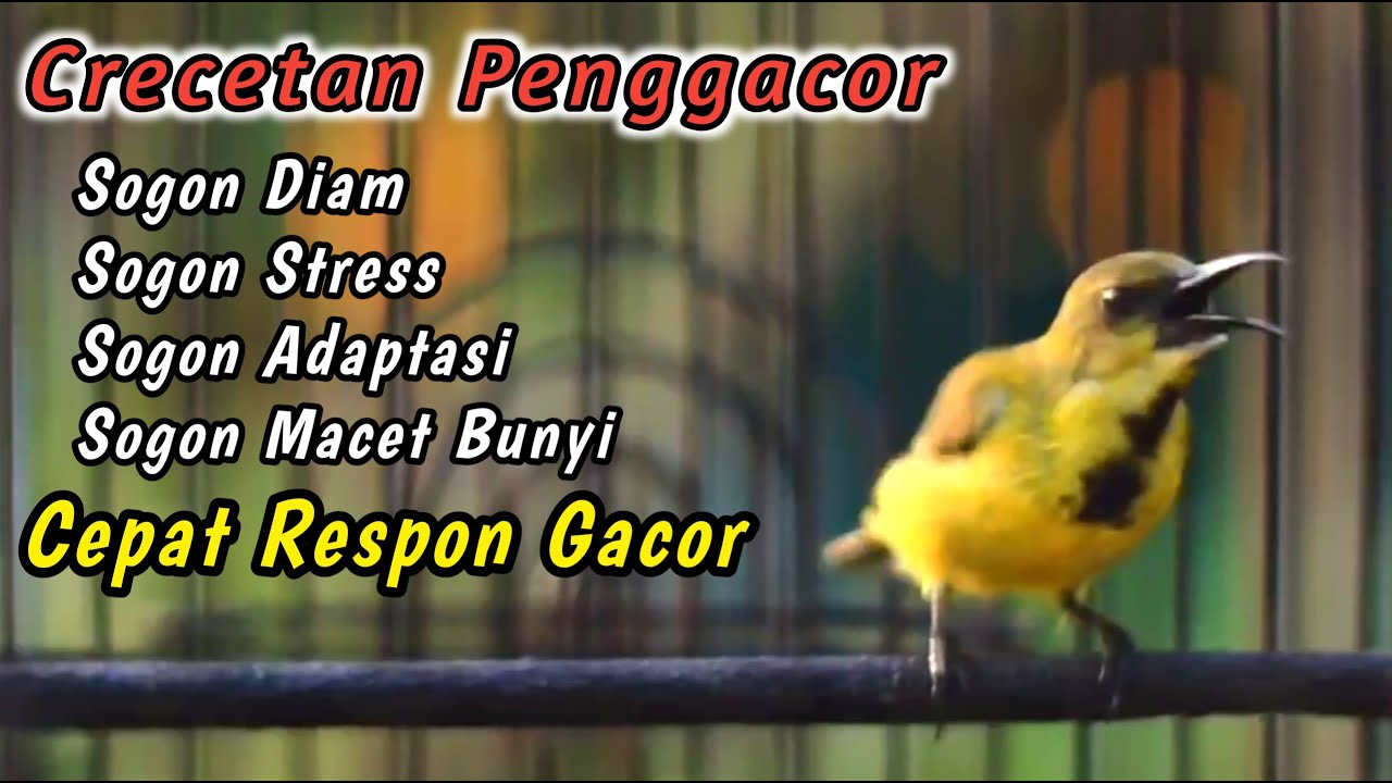 SOGON NGRIWIK NEMBAK SANGAT AMPUH BIKIN SOGON APAPUN LANGSUNG IKUTAN GACOR‼️PANCINGAN PENGGACOR JITU