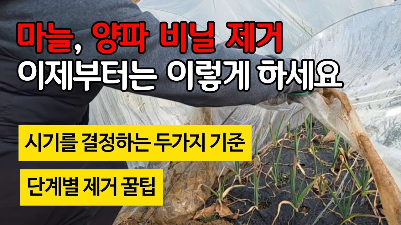 마늘, 양파 비닐 제거 이제부터는 이렇게 하세요