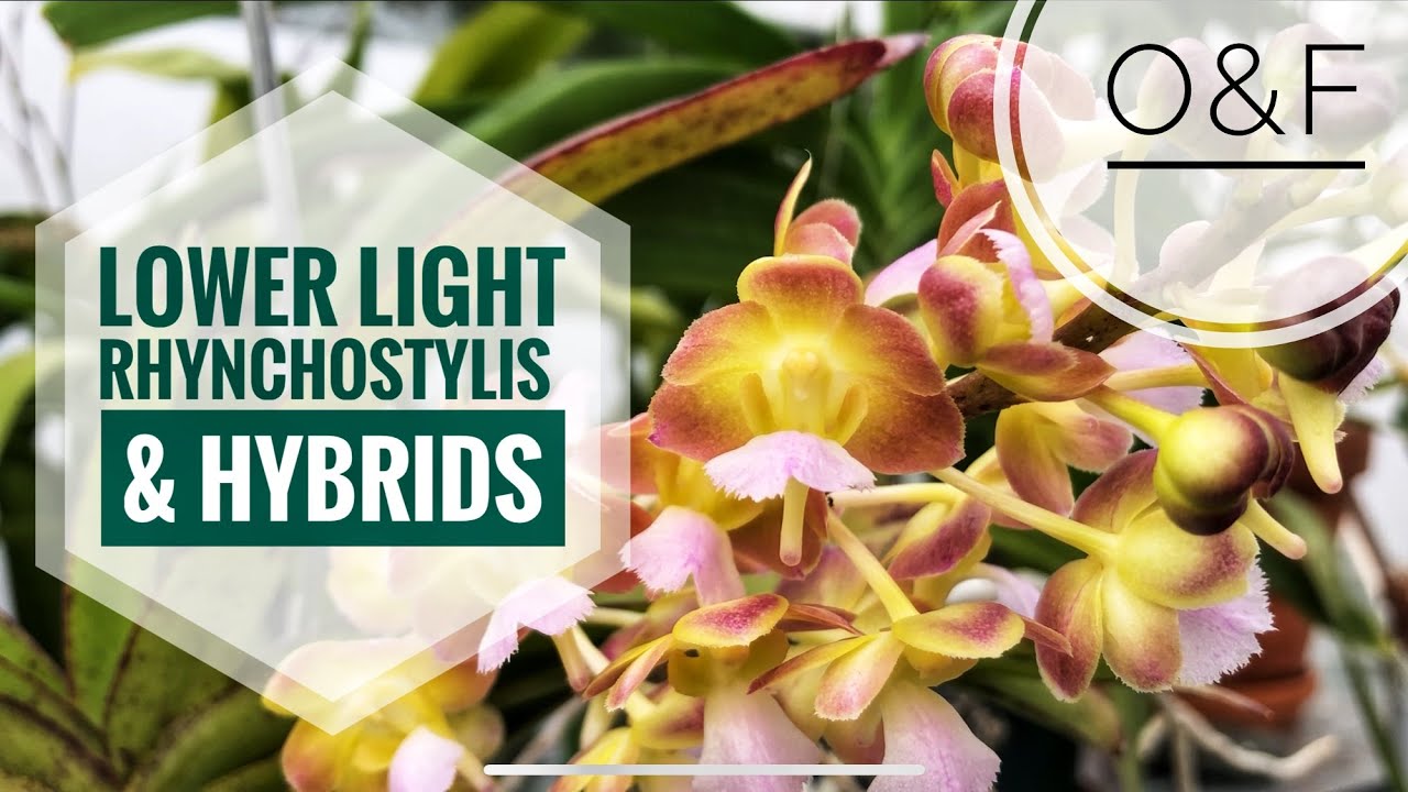 Lower Light Rhynchostylis & Hybrids - Bangkok Sunset | my orchid plant collection