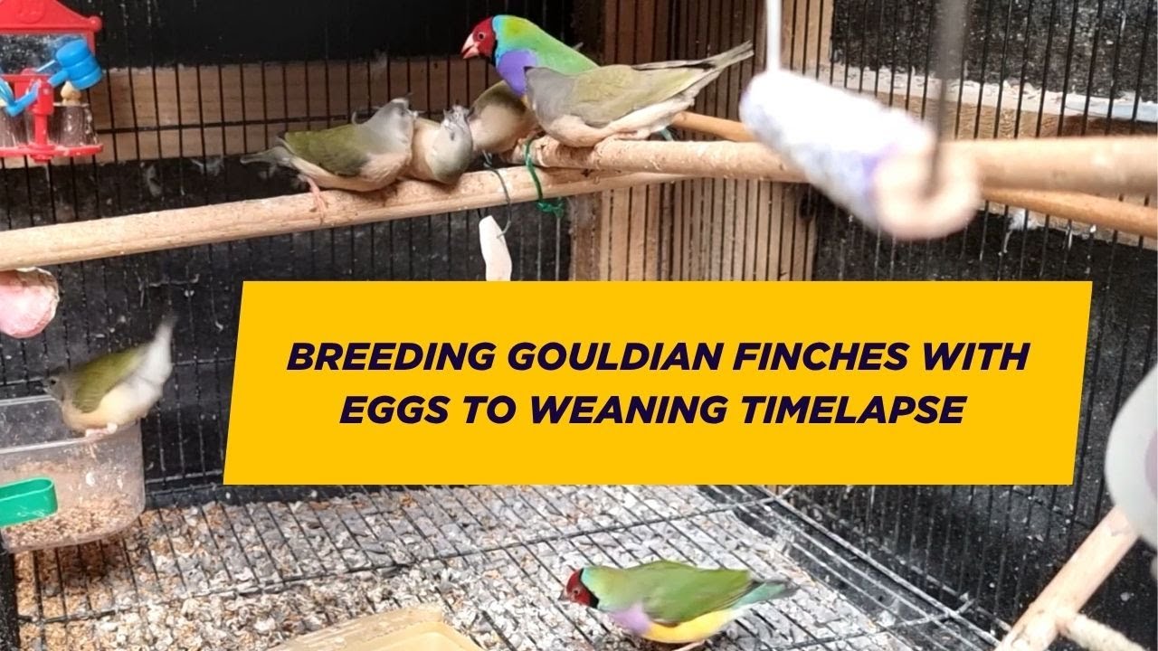 Breeding Gouldian finches with eggs to feathers timelapse