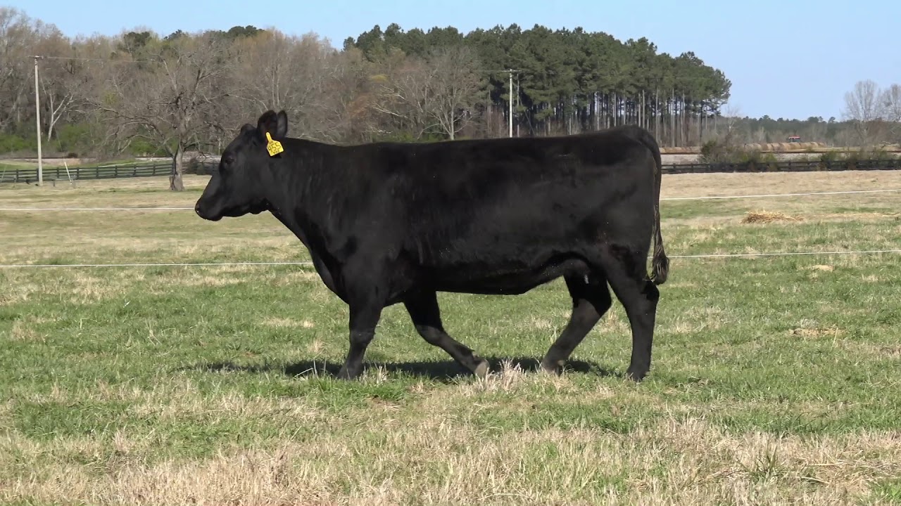 South Carolina Angus Futurity Lot 6Lot 6 - Black Grove Black Belle 455