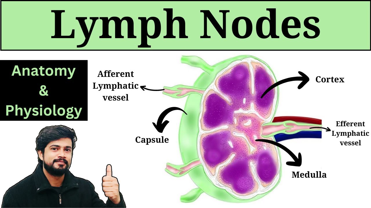 Lymph Nodes Anatomy and Physiology in Hindi || Lymphatic system