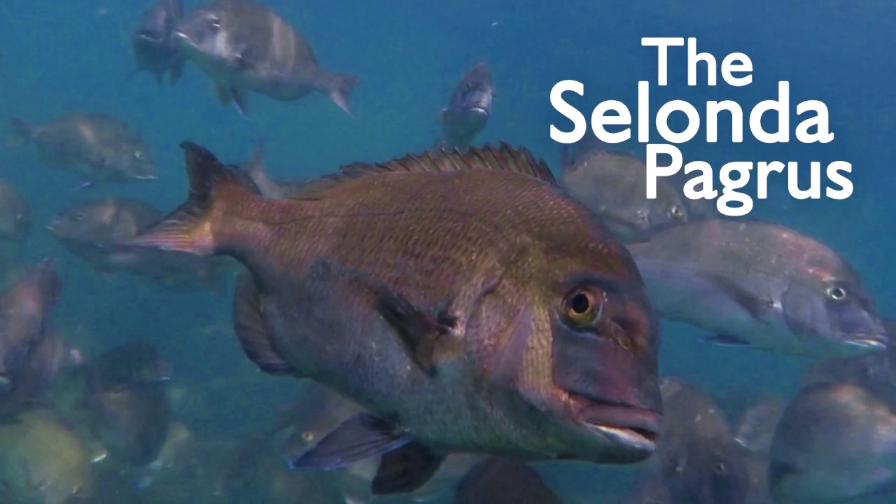 The Selonda Pagrus