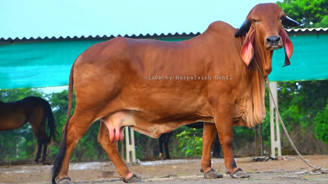 Extraordinary Gir for sale 7990905070 Shree Vrundavan gir breeding center Tarakpaldi Di Bhavnagar