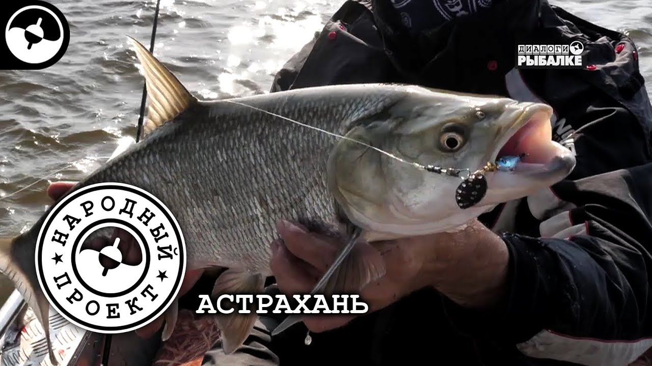 Жерех. Выбор приманок. Рыбалка в Астрахани | Народный проект