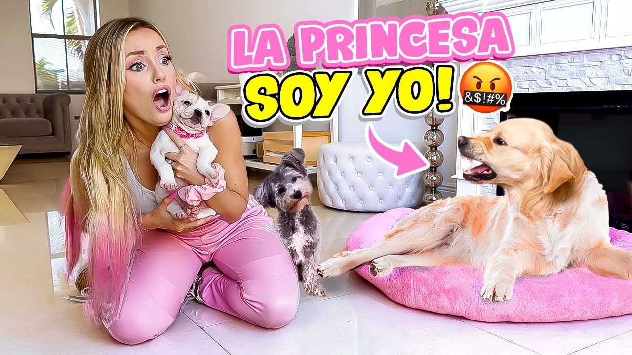 MIS PERRITOS REACCIONAN A MI NUEVA BEB&Eacute; !! 😱 | Katie Angel