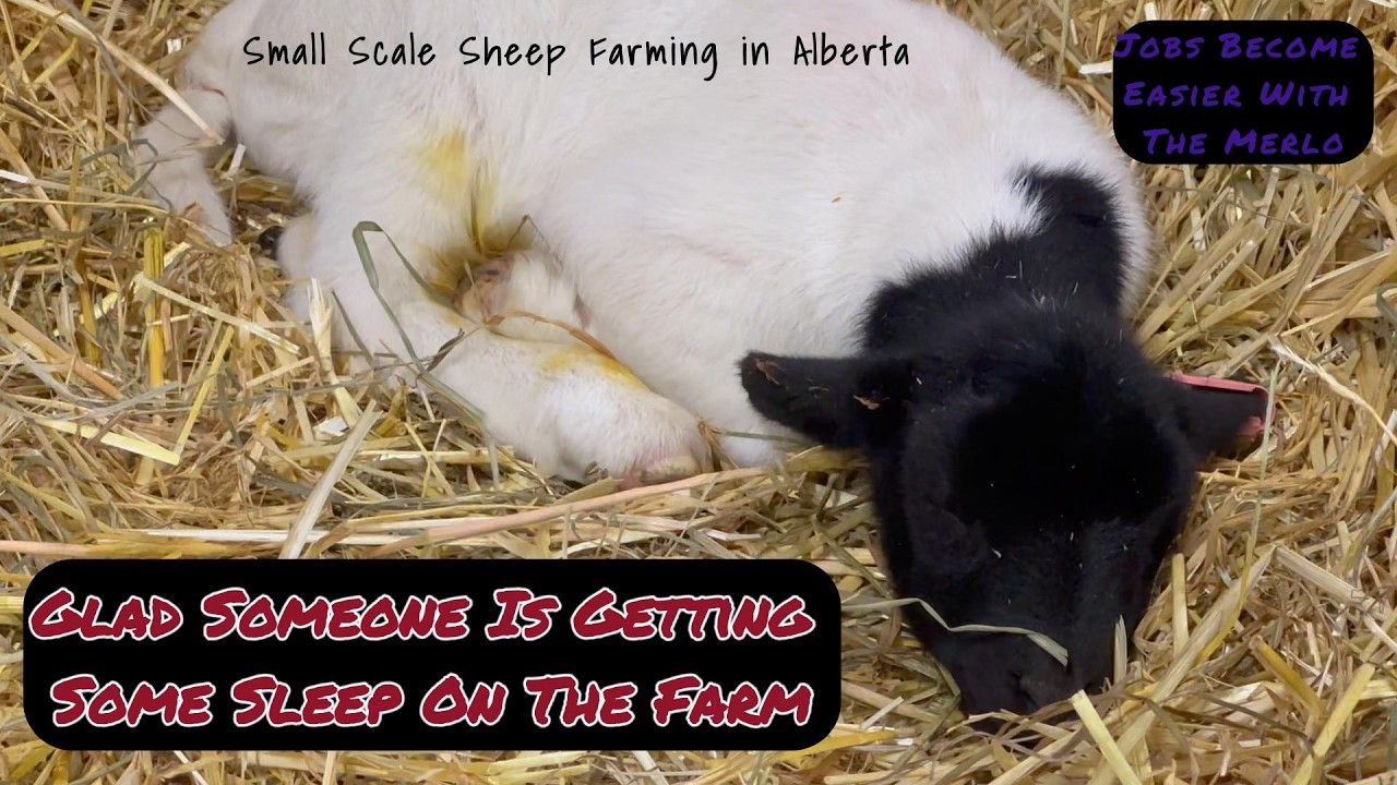 Things Get Much Easier At Sheep Happens Ranch | More Lambs In-Coming! | vlog68