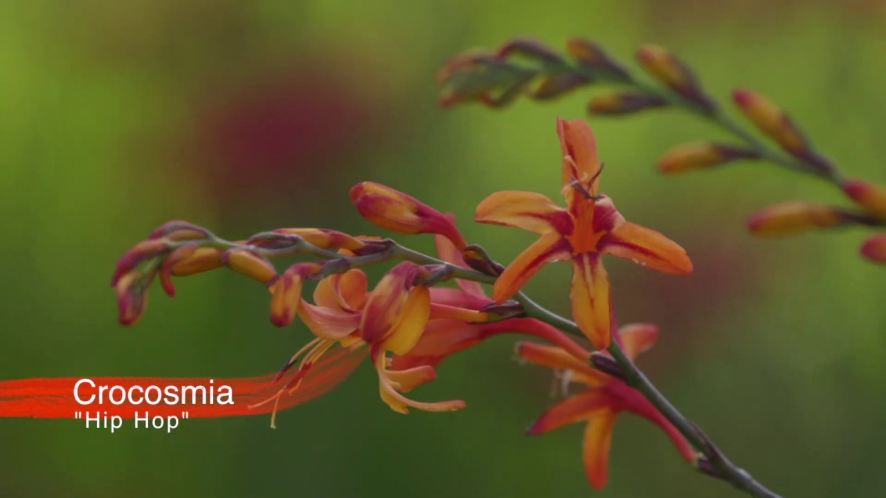 Portrait de Plantes : le Crocosmia