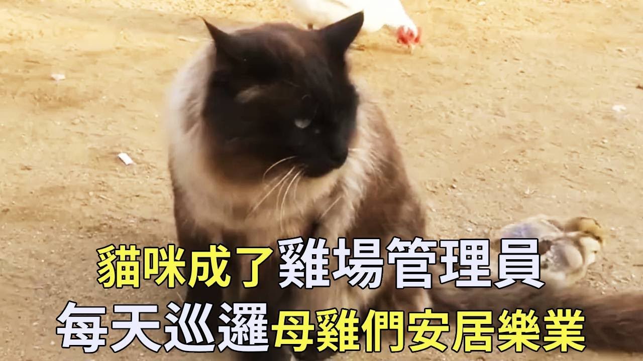 貓咪成了雞場裡的管理員，母雞們都服從它的管理，雞場安居樂業再也沒有闖入者【小奶狗觀影】