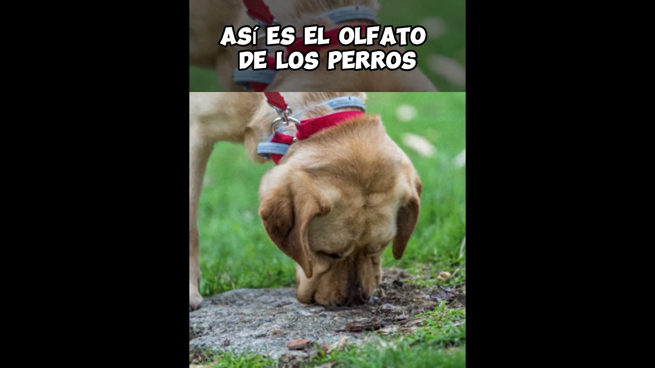 As&iacute; es el olfato de los perros