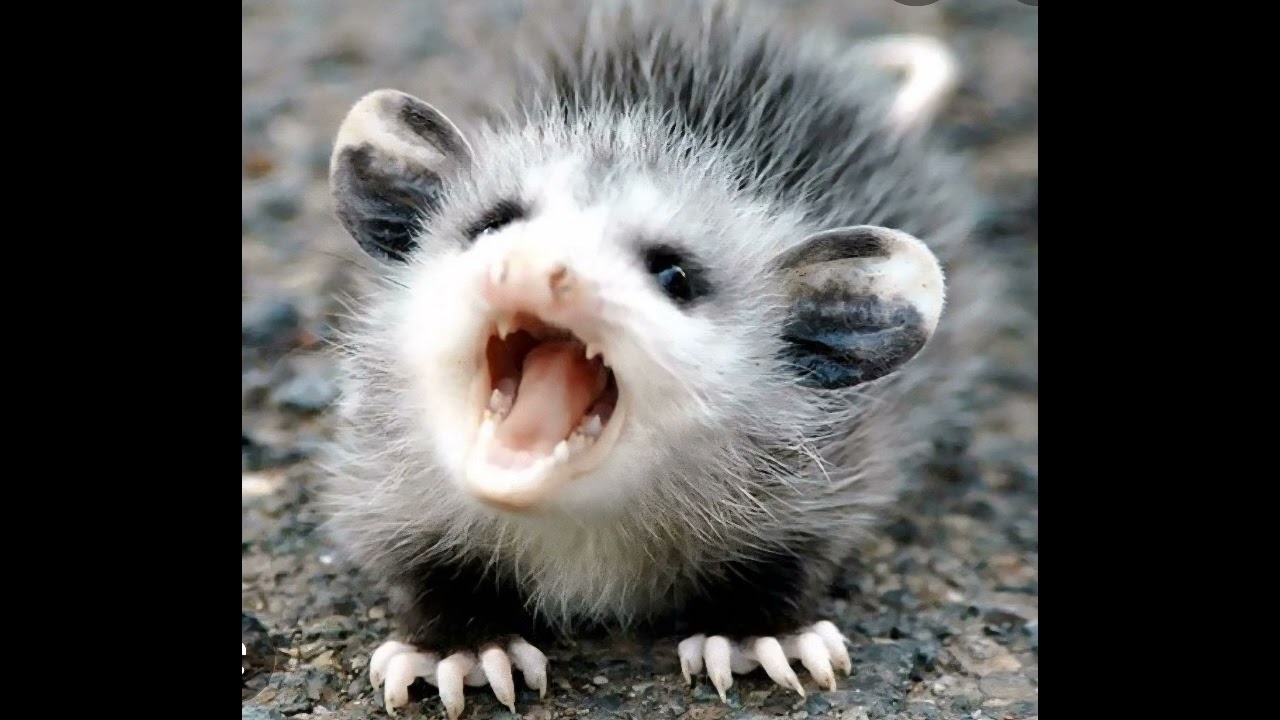 The legend of Dooda the man eating possum