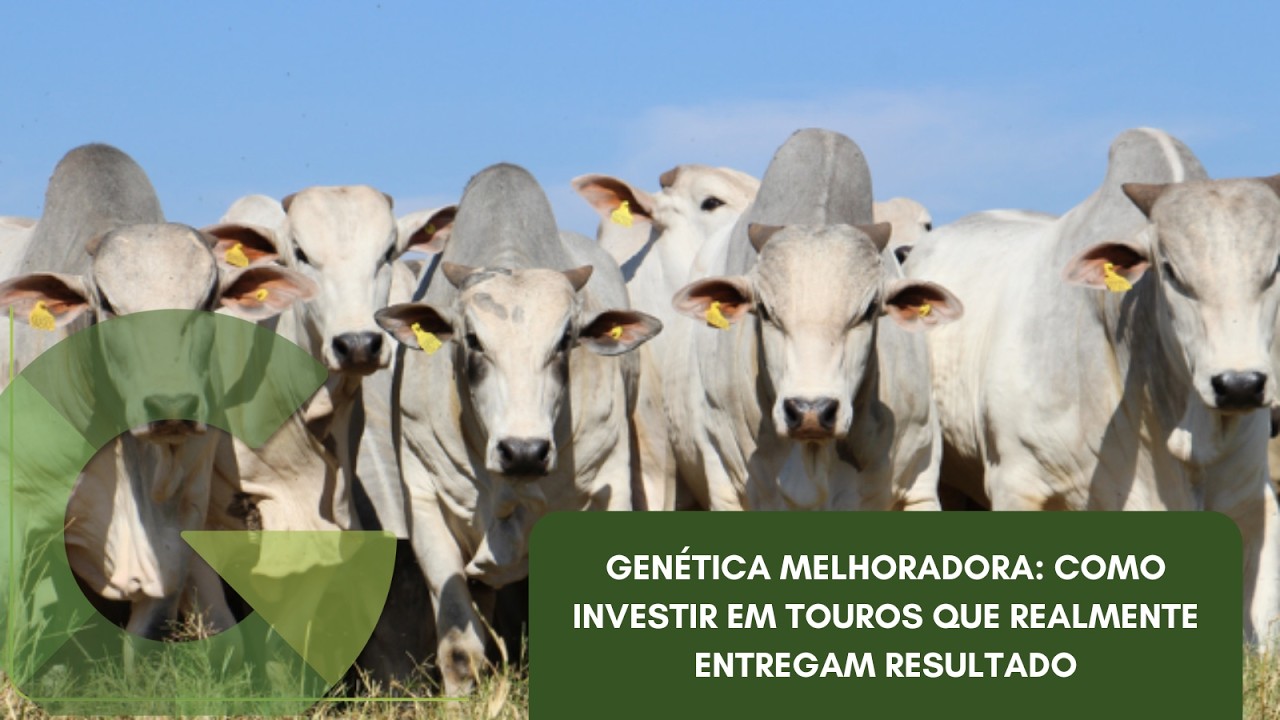 GENÉTICA MELHORADORA: COMO INVESTIR EM TOUROS QUE REALMENTE ENTREGAM RESULTADO
