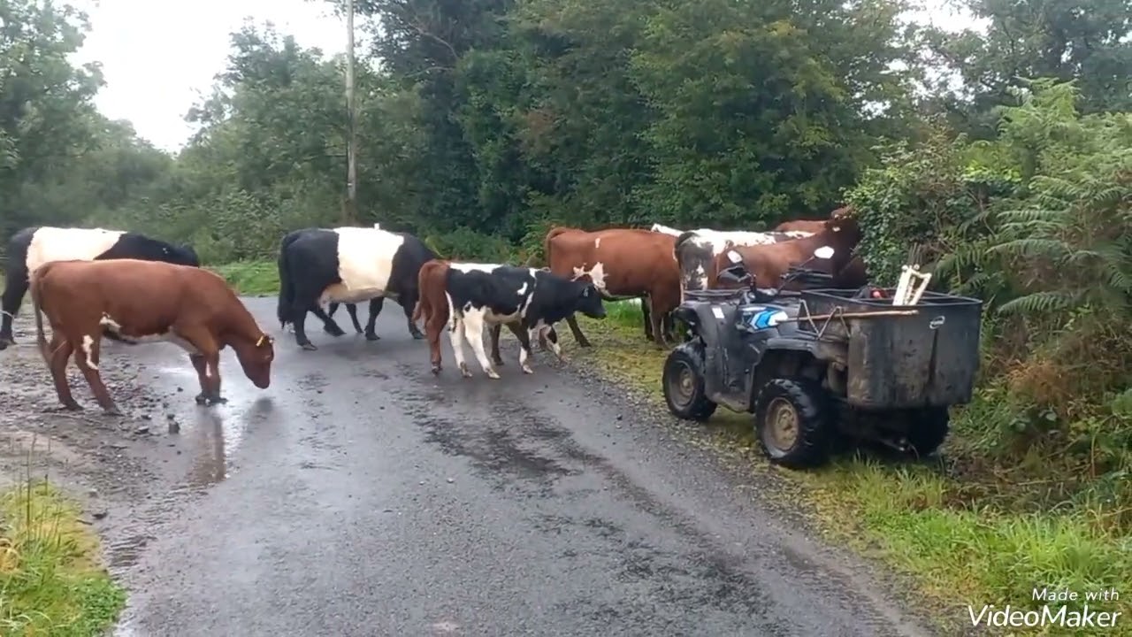 How i sort cattle on my own. mob grazing stockpile shorthorns . regenerative farming Ireland