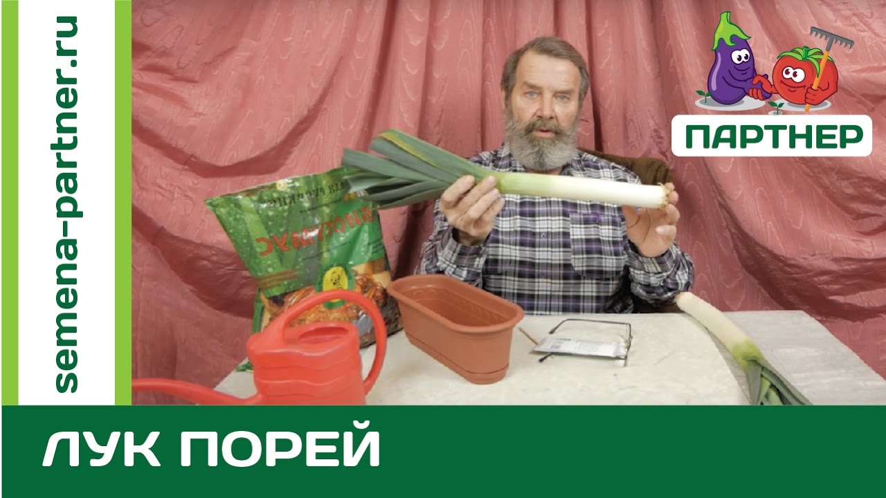 НЕОБЫЧНЫЙ ОВОЩ! ЧТО ТАКОЕ ЛУК-ПОРЕЙ И С ЧЕМ ЕГО ЕДЯТ?