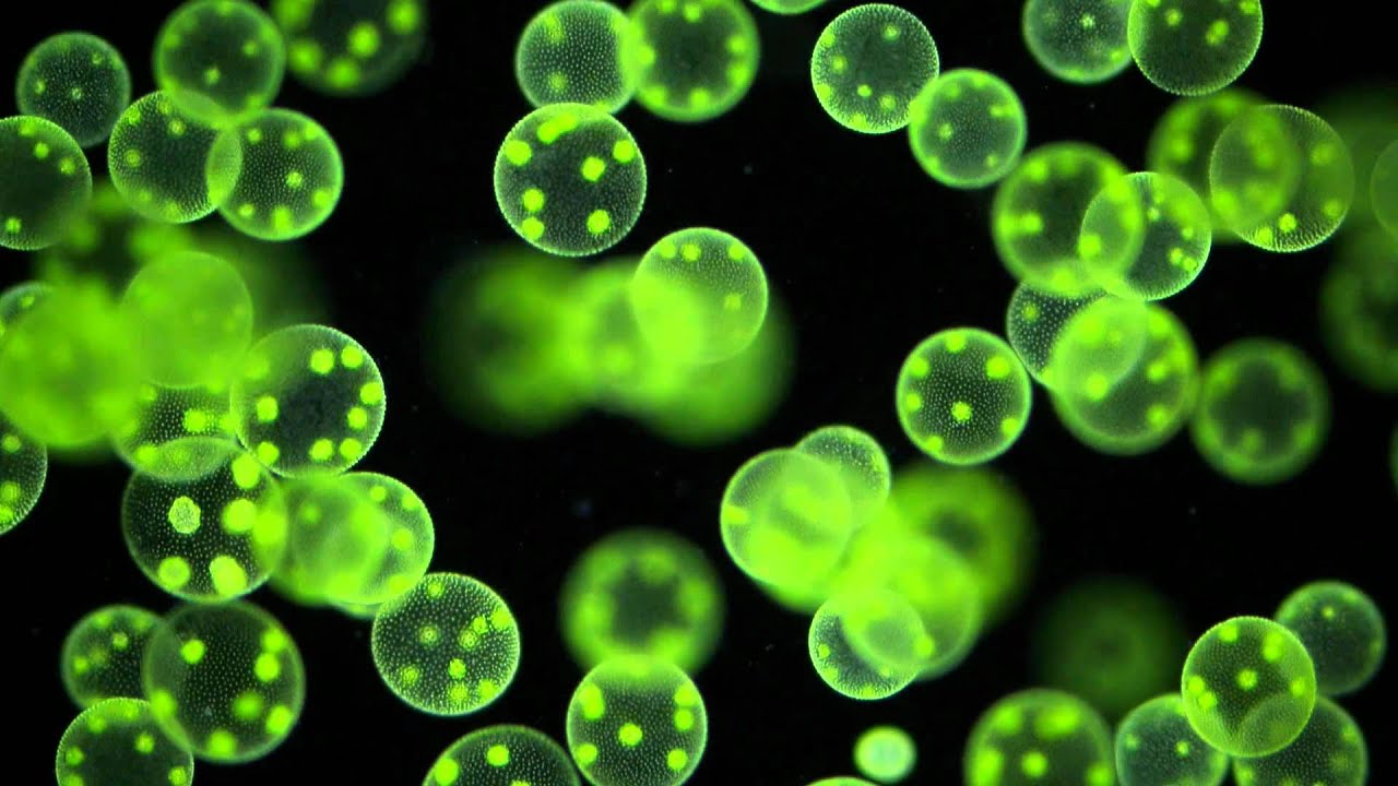 Volvox aureus