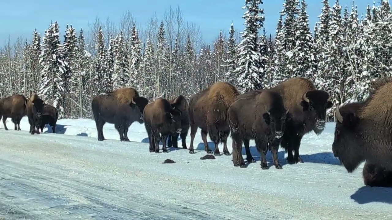 Bison along the Alaska Highway