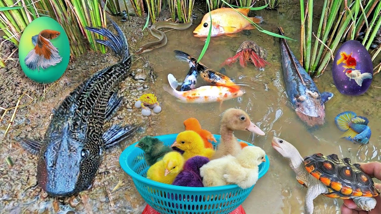 World Cute Chickens,Colorful Chickens,Rainbow Chickens,Chicks,Animal Video,Rabbits,Cute Animals, Cat