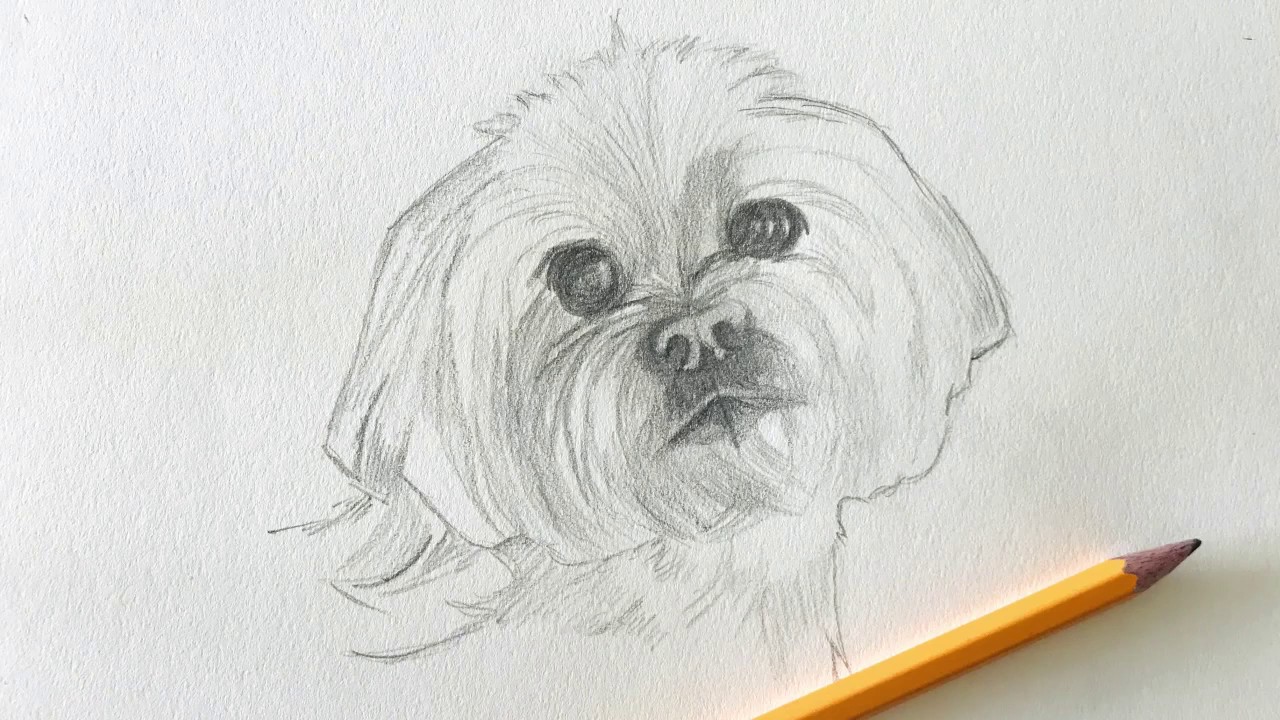 Sketch Challenge Week 11 | How To Draw Cute Puppy | Pencil Sketching