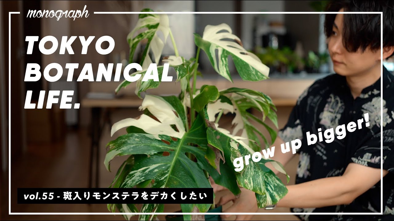 斑入りモンステラの葉を健康にデカく育てる！植え替えで「秘密兵器」を導入です【TBL55】