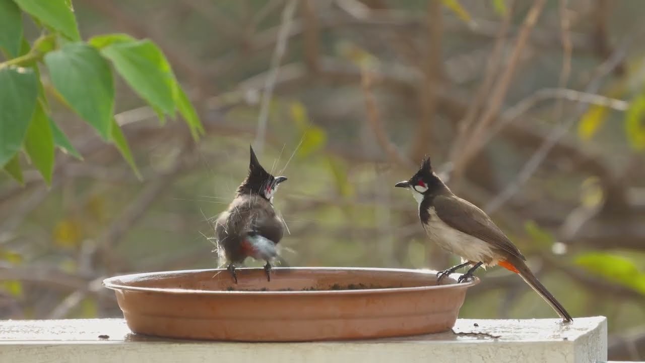 Active Bird Bath - Bulbuls and White-eyes 4k