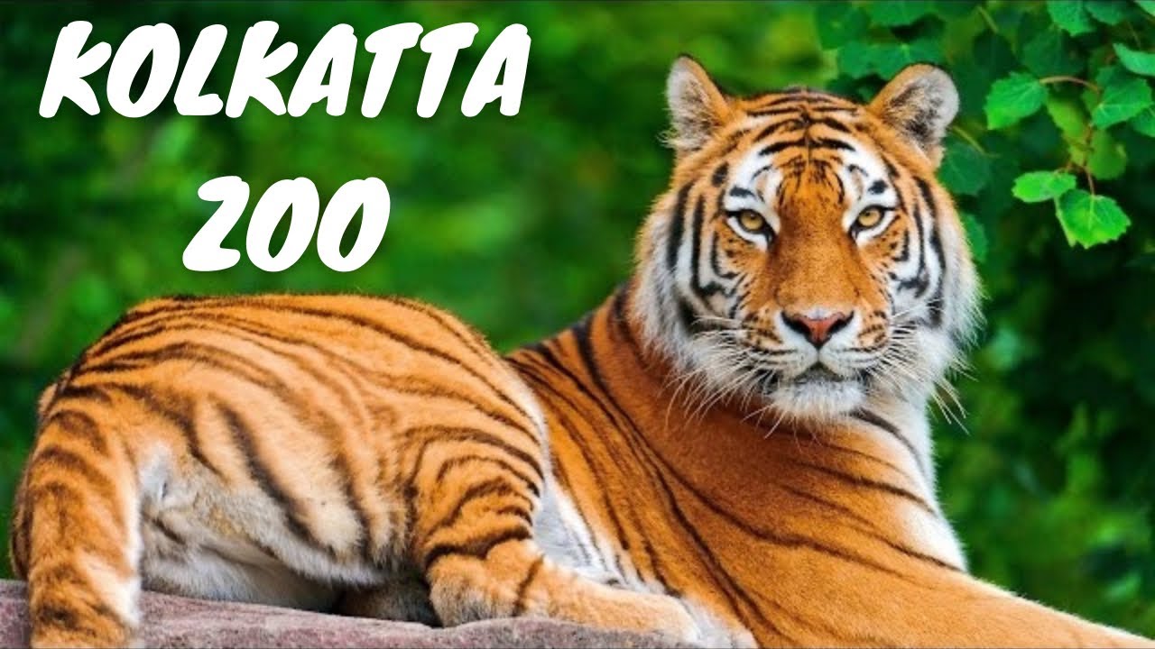 Alipore Kolkata Zoo India 🇮🇳 | Bengal Tiger Leopard Hippopotamus